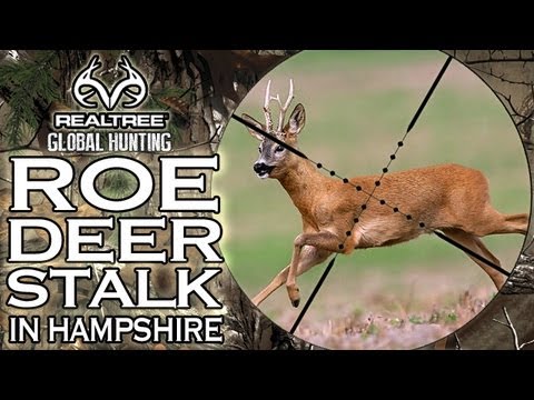 Hunting Roe Deer in Hampshire