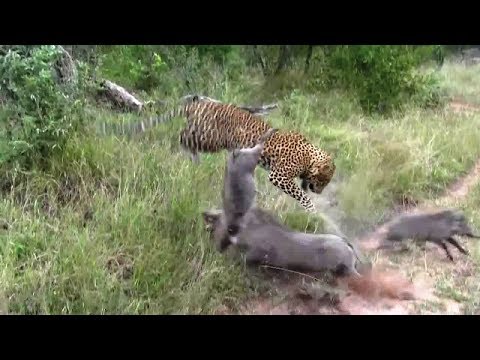 Leopard Kills Two Warthog (INTERESTING VIDEO)