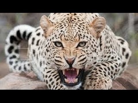 The Leopard Queen [Full Nature Wildlife Documentary]