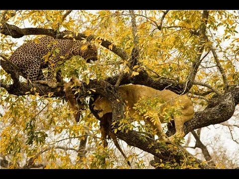 Unlikely Friendship : Documentary on a Lion and Leopard Together in the Wild