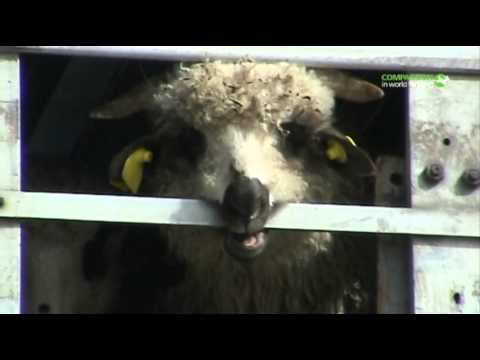 Long distance transport of sheep (Greece 2011)