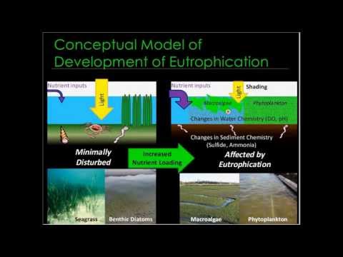 Extent and Magnitude of Eutrophication in Southern California Bight Estuaries