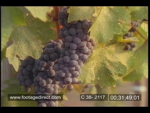 Designer Wines - Full Documentary