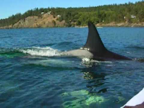 Kayaking with Killer Whales in the San Juan Islands