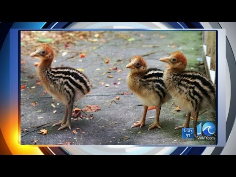 Adult cassowary and chicks die from EEE at Va. Zoo