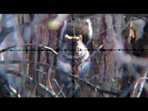 Air Rifle Squirrel Hunting Slow-Motion (Jan 21, 2011)