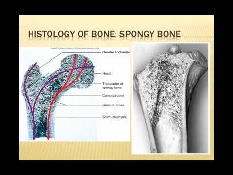 Chapter 06 Bone Tissue