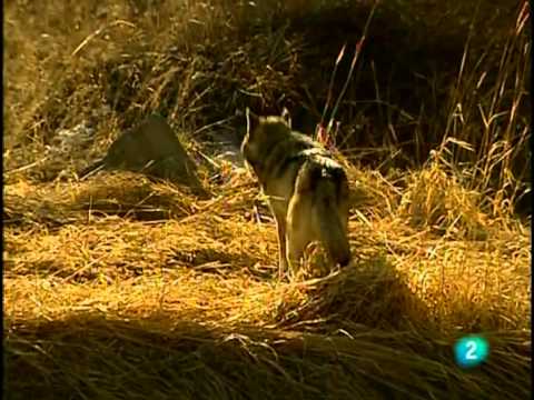 Lobos (Documental) Sobreviviendo en la naturaleza_Español-Castellano