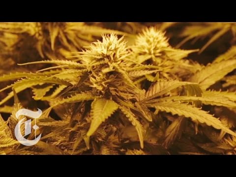 The Marijuana Divide | Op-Docs | The New York Times