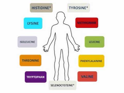 Amino Acids