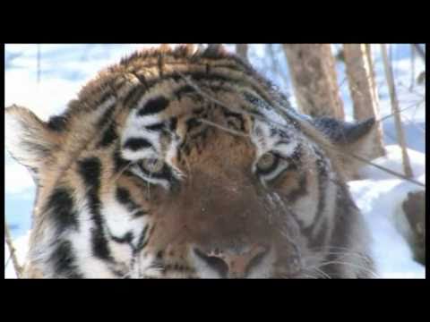 WWF - Der Amur-Tiger im dritten Millennium