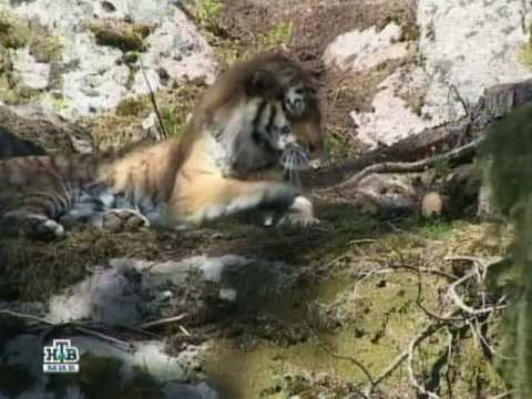 Siberian (Amur) Tiger vs Ussuri Brown Bear (