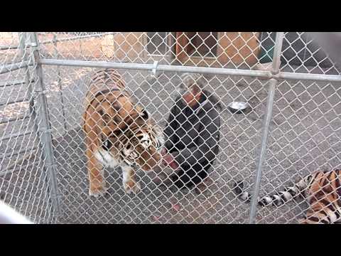 Feeding 800 LB Siberian Tiger