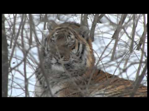 Amur tiger in third millennium. English edition