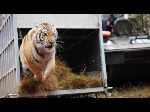 Zolushka - IFAW releases an Amur tiger back into the wilds of Russia