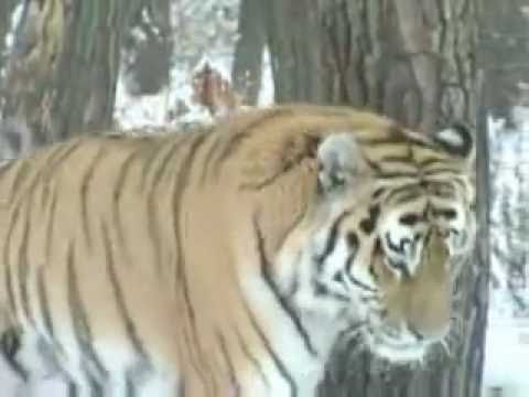 The Amur Tiger (National Geographic)