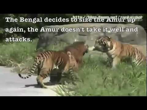 Siberian tiger vs. Bengal tiger - Fighting techniques