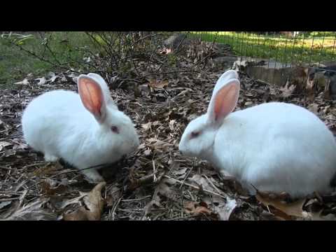 Free Range Rabbits!