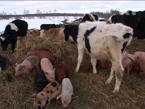 Russian free-range farmer aims for happy, healthy livestock