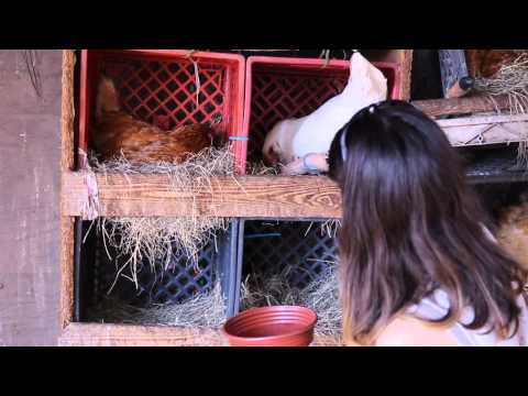 How To Raise Chickens - The Benefits of Free-Range Eggs!