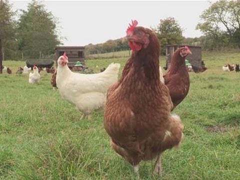 How To Care For Free Range Chickens