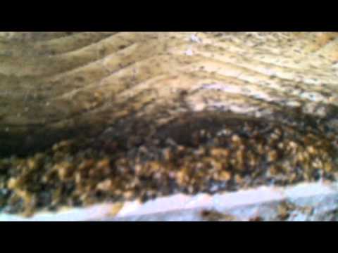 The sickest most infested Bed Bug job in Syracuse NY