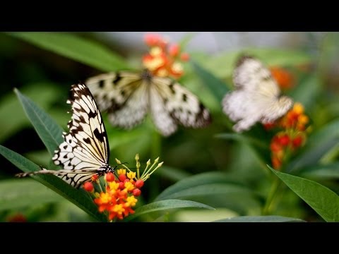 ► Planet Earth: Amazing Nature scenery full HD 1080p (Nature Documentary)