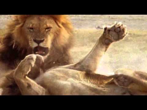 ► Planet Earth: Amazing nature scenery (1080p HD)  Animals