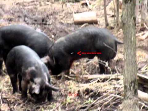 Airgun Pig Hunting 02 - Ranger .45