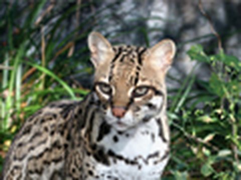 OCELOT Species Spotlight - Big Cat TV