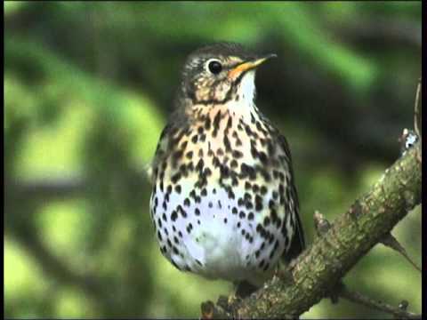 Les Oiseaux de Corrèze ,(les oiseaux familiers)