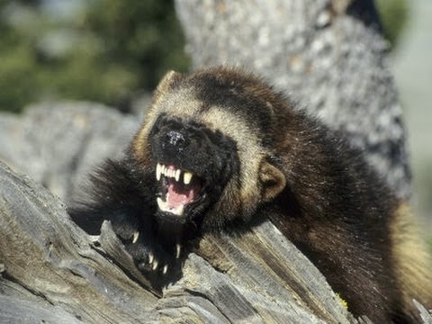 Animal Documentary Films: The Wolverine Whisperer - Full Documentary