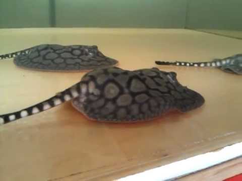 Super Hybrid Stingrays - Center for Stingray Biology