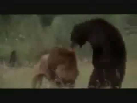 Huge African Lion vs American Black Bear