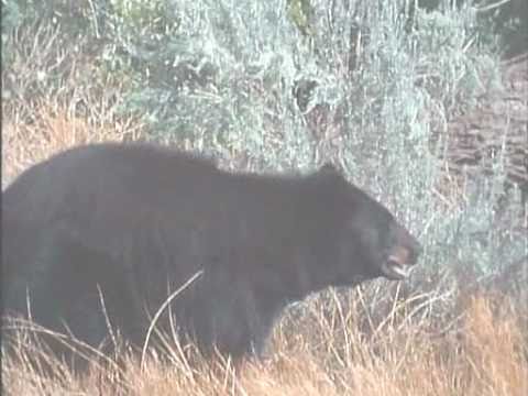 Cougar VS American Black Bear  [Complete Version]