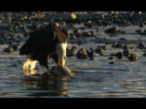 NATURE | American Eagle | Behind the Scenes | PBS