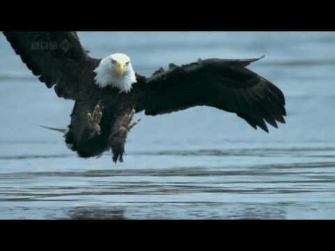 Bald Eagle catches salmon