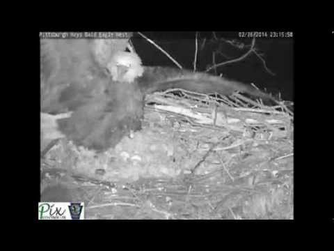 Dramatic video of a raccoon attacking the Pittsburgh Hays bald eagles