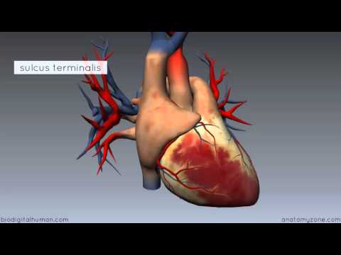 Right Atrium - 3D Anatomy Tutorial