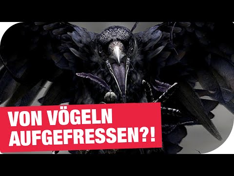 Von Vögeln aufgefressen?! I Ebola aus dem All I Sprechende Tiere