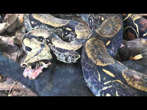 Boa Catches Giant Weasel (tayra) Amazon