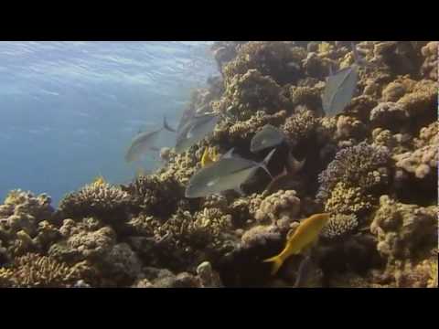 Diving the Straits of Tiran 1/2