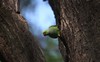 Green Parrots are very common birds found as pets .Parrots are mostly found in tropical and warm areas all over the world. The largest and the most diverse kinds of parrots are found in North America and all the surrounding areas around Australia, that being majority of South Asia. The reason being, the conducive tropical climate and habitat suits these birds the best. Their scientific name is Psittacines, and are categorized into three basic families