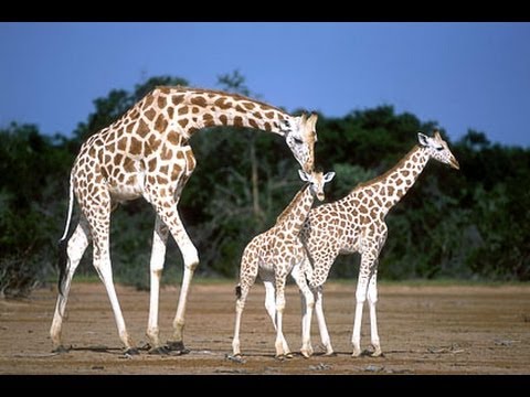 Niger's Endangered White Giraffes (Full Documentary)