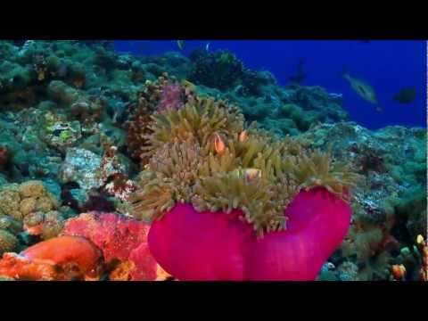 Magia Wielkiego Błękitu - Siedem Kontynentów -Australia i Oceania