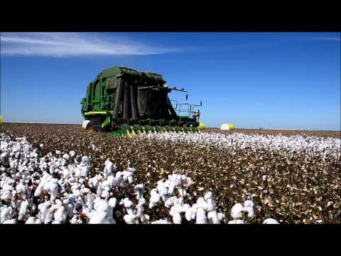 Cotton Harvest, Wee Waa Australia, 2013