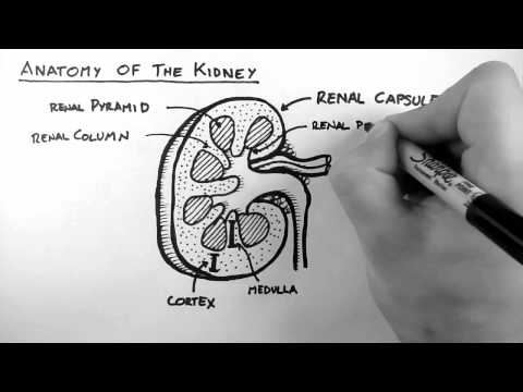 Renal Anatomy 1 - Kidney