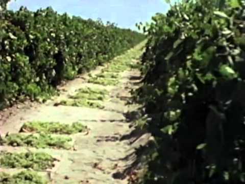 Video: Raisin Growing and Harvesting - How It Works