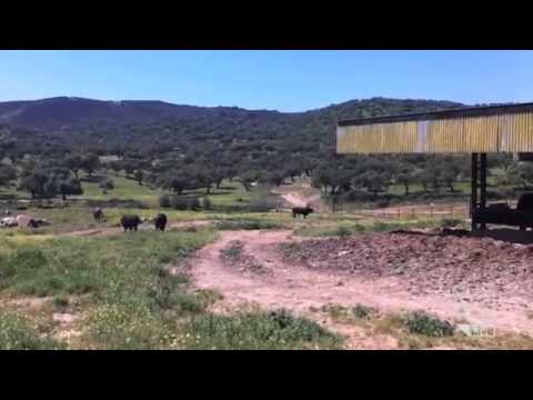 Recession Hits Spain's Bullfighting Industry