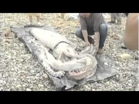 400 Pound Massive Squid Washes Up on Beach in Spain